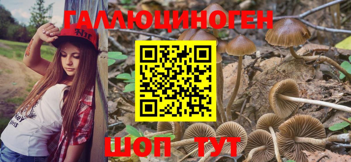 Псилоцибиновые грибы Cubensis Калуга